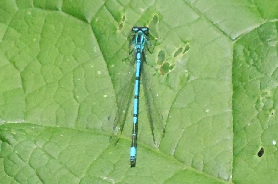 Coenagrion puella?